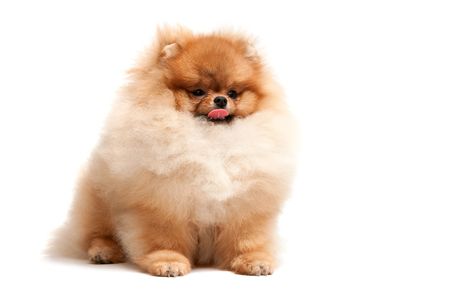 A sitting single pomeranian spitz; isolated on white backgroundの写真素材
