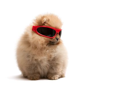 A pomeranian spitz is wearing sunglasses, isolated on whiteの写真素材
