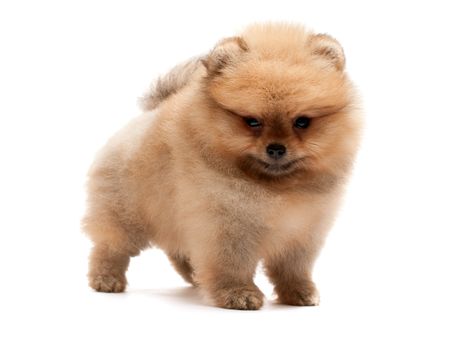 A standing little pomeranian spitz puppy; isolated on the white backgroundの写真素材