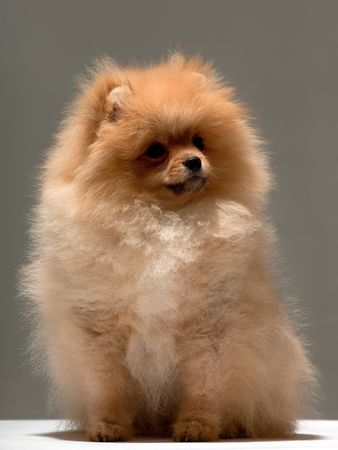 A sitting single pomeranian spitz; on the grey backgroundの写真素材