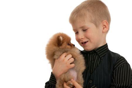 A boy is petting his favourite pomeranian spitz; isolated on the white backgroundの写真素材