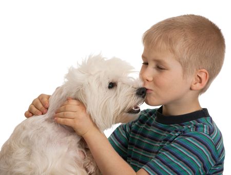 A boy is kissing his favourite domestic dog and friend west highland white terrier; isolated on the white backgroundの写真素材