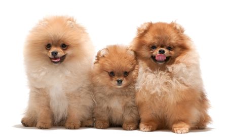 Three sitting pomeranian spitz; isolated on the white backgroundの写真素材