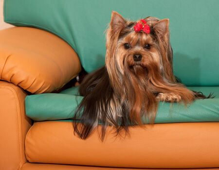 A yorkshire terrier is on the sofaの写真素材