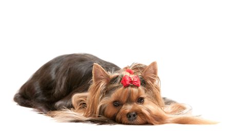 A thoughtful yorkshire terrier; isolated on the white backgroundの写真素材