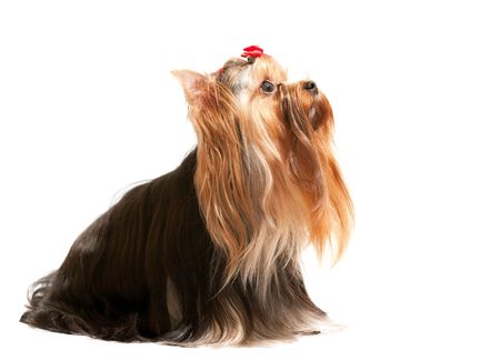 A sitting yorkshire terrier is looking up; isolated on the white backgroundの写真素材