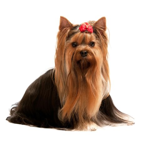A sitting yorkshire terrier; isolated on the white backgroundの写真素材