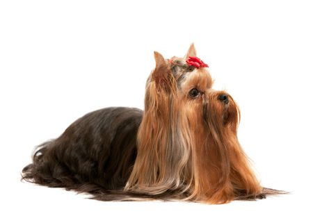 A yorkshire terrier is lying on the white; isolatedの写真素材