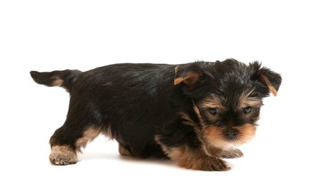 A little puppy of yorkshire terrier; isolated on the white backgroundの写真素材