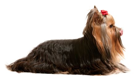 A yorkshire terrier isolated on the white backgroundの写真素材