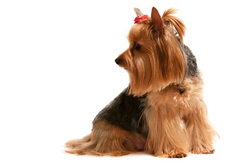 A sitting yorkshire terrier; isolated on the white backgroundの写真素材