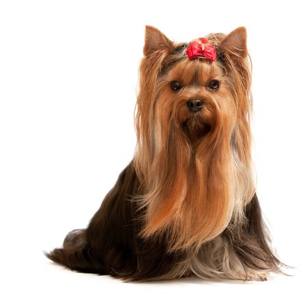 A portrait of a sitting yorkshire terrier; isolated on the white backgroundの写真素材