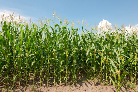 Maize field under the cloudy blue skyの写真素材