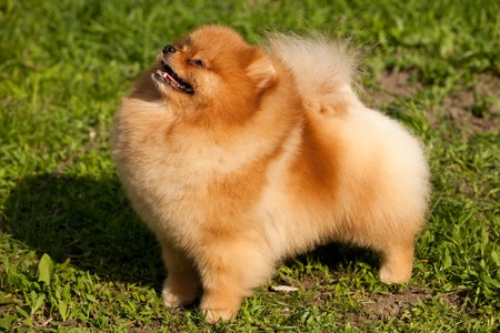 A standing pomeranian spitz on the meadowの写真素材