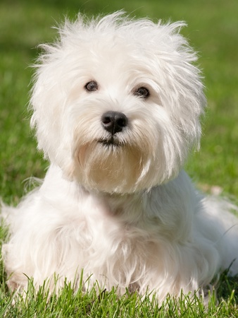 Portrait of a white west highland terrier sitting on the green grassの写真素材