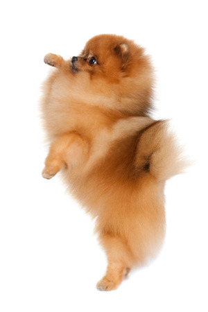 A little dog is standing on his hind legs on the white backgroundの写真素材