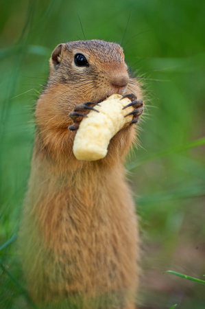 gopher eats sweet corn sticksの写真素材