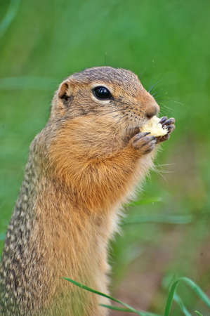 gopher eats sweet corn sticksの写真素材