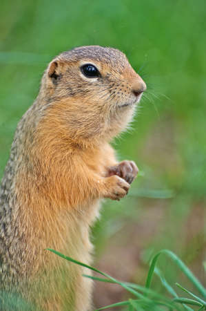 gopher eats sweet corn sticksの写真素材