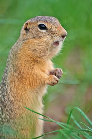 gopher eats sweet corn sticksの写真素材