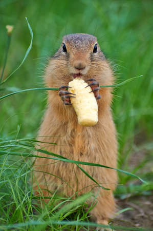 gopher eats sweet corn sticksの写真素材