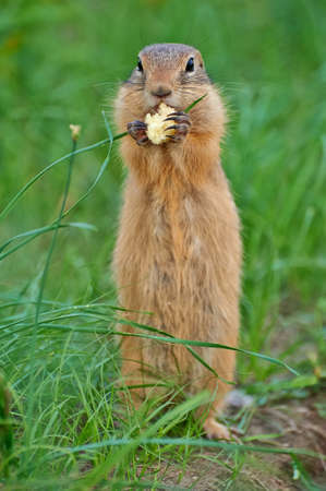 gopher eats sweet corn sticksの写真素材