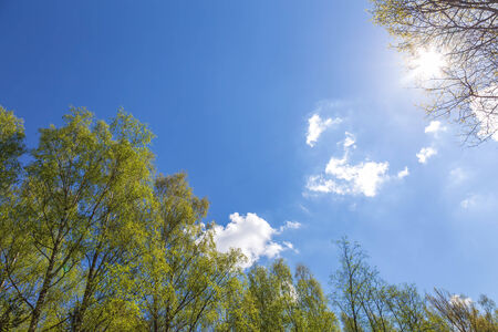 Looking up to the blue sky in forest. Ecological conceptの写真素材