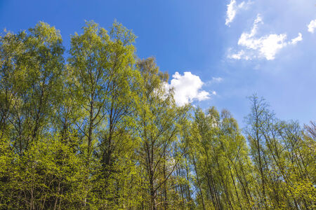 Looking up to the blue sky in forest. Ecological conceptの写真素材