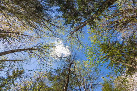 Looking up to the blue sky in forest through the trees. Ecological conceptの写真素材