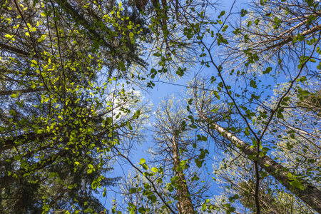 Looking up to the blue sky in forest through the trees. Ecological conceptの写真素材