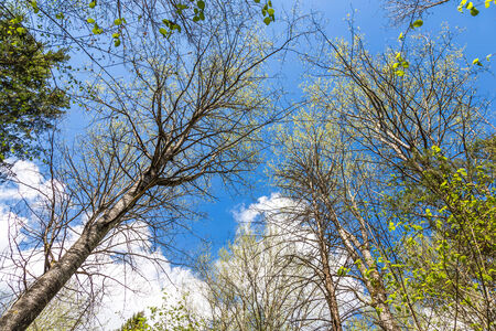 Looking up to the blue sky in forest through the trees. Ecological conceptの写真素材