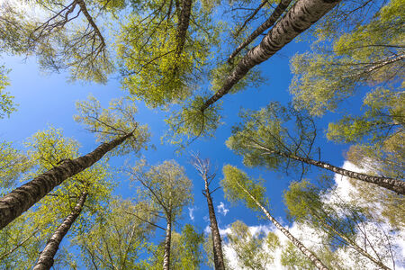 Looking up to the blue sky in forest through the trees. Ecological conceptの写真素材