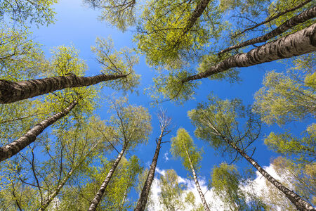 Looking up to the blue sky in forest through the trees. Ecological conceptの写真素材