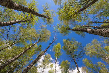 Looking up to the blue sky in forest through the trees. Ecological conceptの写真素材