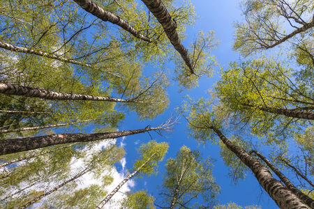 Looking up to the blue sky in forest through the trees. Ecological conceptの写真素材