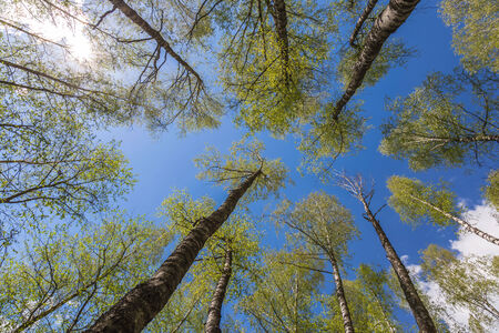 Looking up to the blue sky in forest through the trees. Ecological conceptの写真素材
