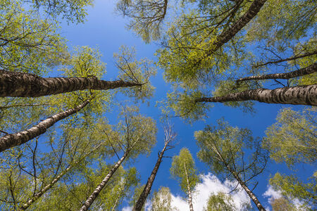 Looking up to the blue sky in forest through the trees. Ecological conceptの写真素材