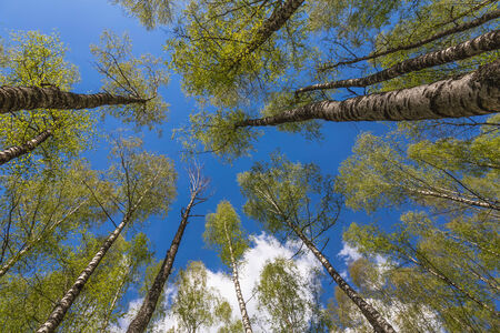 Looking up to the blue sky in forest through the trees. Ecological conceptの写真素材