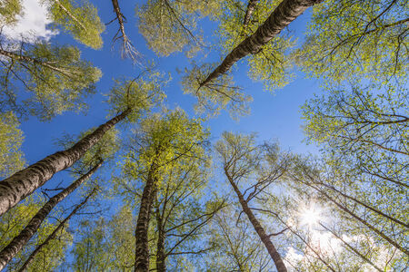 Looking up to the blue sky in forest through the trees. Ecological conceptの写真素材
