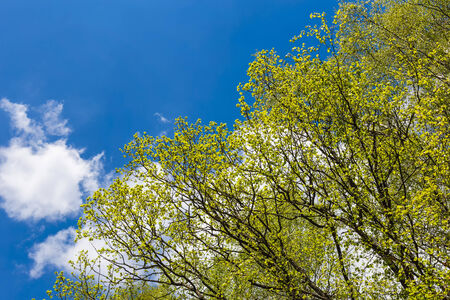 Looking up to the blue sky in forest through the trees. Ecological conceptの写真素材