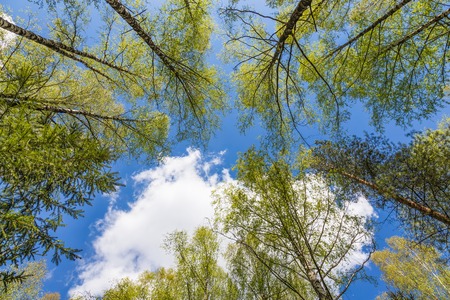Looking up to the blue sky in forest through the trees. Ecological conceptの写真素材