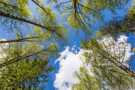 Looking up to the blue sky in forest through the trees. Ecological conceptの写真素材