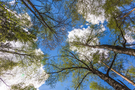 Looking up to the blue sky in forest through the trees. Ecological conceptの写真素材