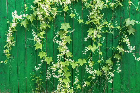 Green wooden fence and hanging plant with leaves and small flowersの写真素材