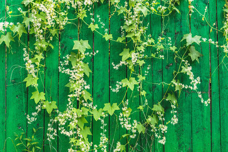 Green wooden fence and hanging plant with leaves and small flowersの写真素材