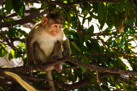 Monkey sitting on branch in jungleの写真素材