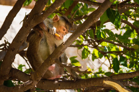 Monkey sitting on branch in jungleの写真素材