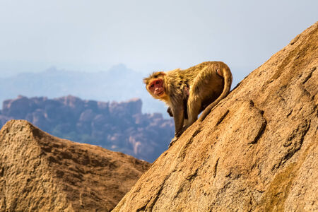Monkey sitting on the rock in mountainの写真素材