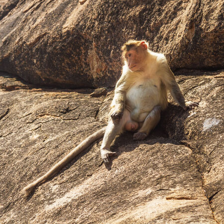 Monkey sitting on the rock in mountainの写真素材