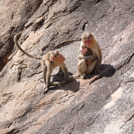 Monkey family sitting on the rock in mountainの写真素材
